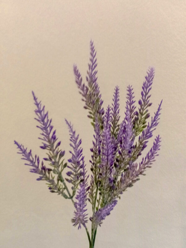 LVD602L Lavender