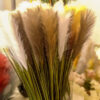 SPS704 Pampas Spray Coffee - Image 2