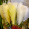 SPS101 Pampas Spray White - Image 2