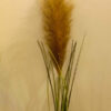 SPS704 Pampas Spray Coffee