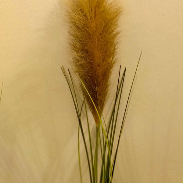 SPS704 Pampas Spray Coffee