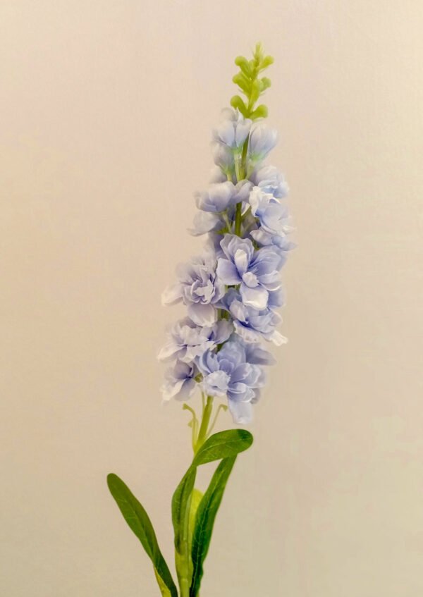MTL004L Matthiola Baby Blue
