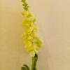 MTL003L Matthiola Cream