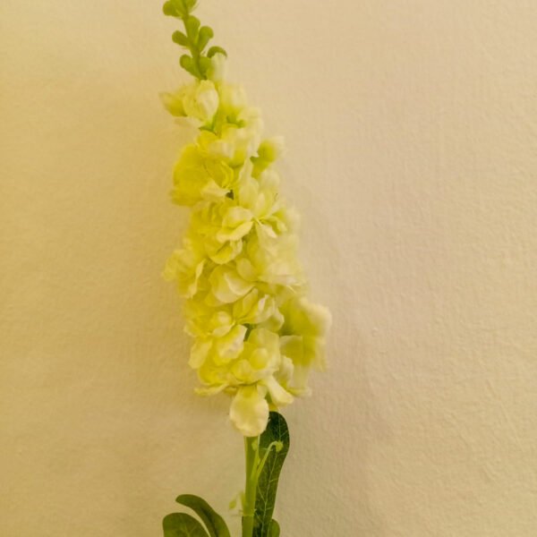 MTL003L Matthiola Cream
