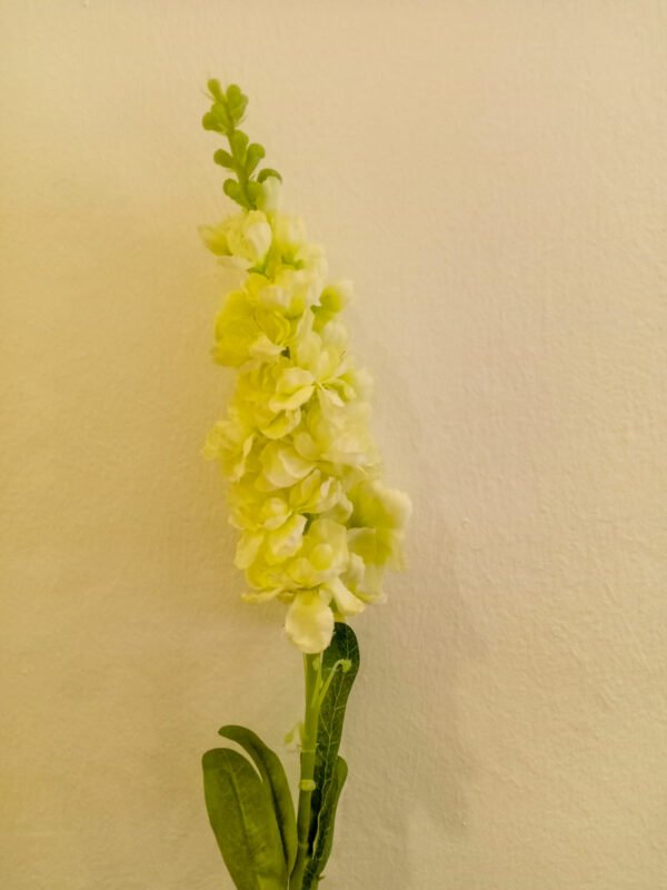 MTL003L Matthiola Cream