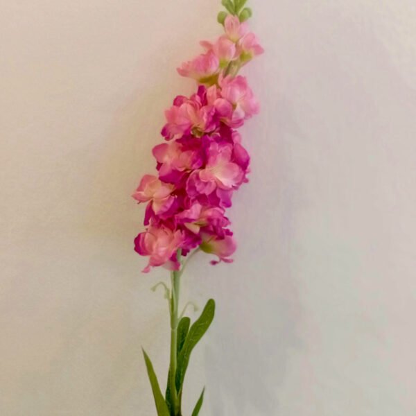 MTL002L Matthiola Pink