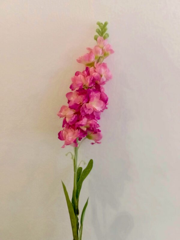 MTL002L Matthiola Pink