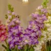 MTL101L Premium Matthiola Red - Image 4