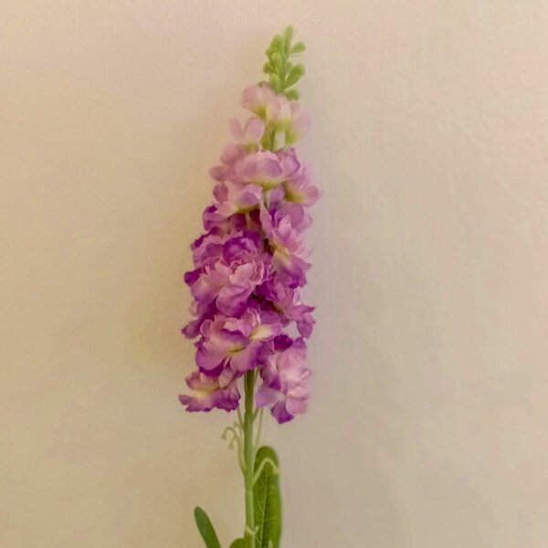 MTL001L Matthiola Purple