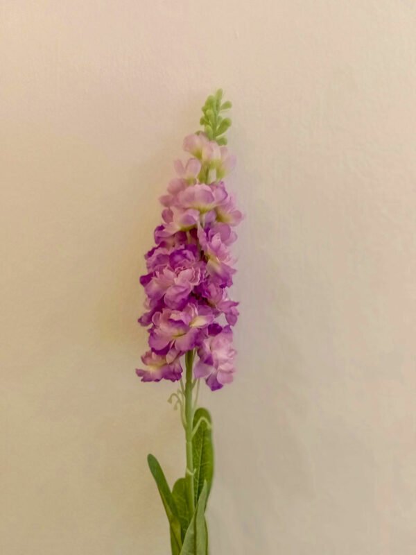 MTL001L Matthiola Purple