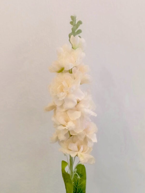MTL005L Matthiola White