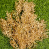 CHR705L Christmas Plant - Image 3