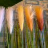 SPS802 Pampas Spray Cream - Image 4