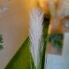 SPS802 Pampas Spray Cream - Image 2