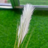 SPS802 Pampas Spray Cream