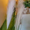 SPS802 Pampas Spray Cream - Image 3