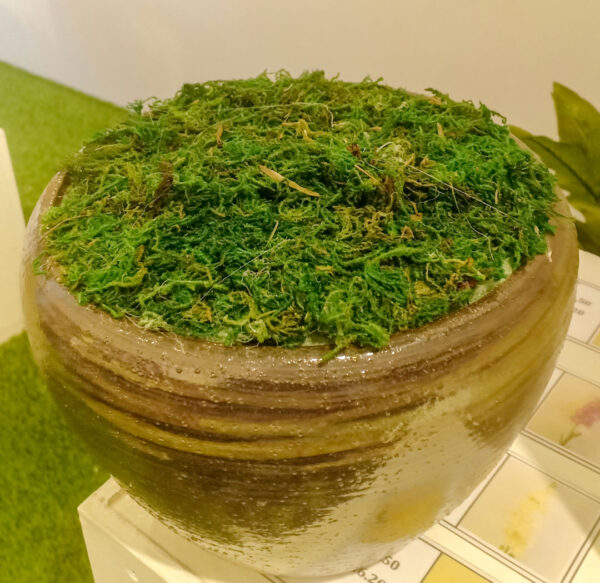 GM502 Green Moss