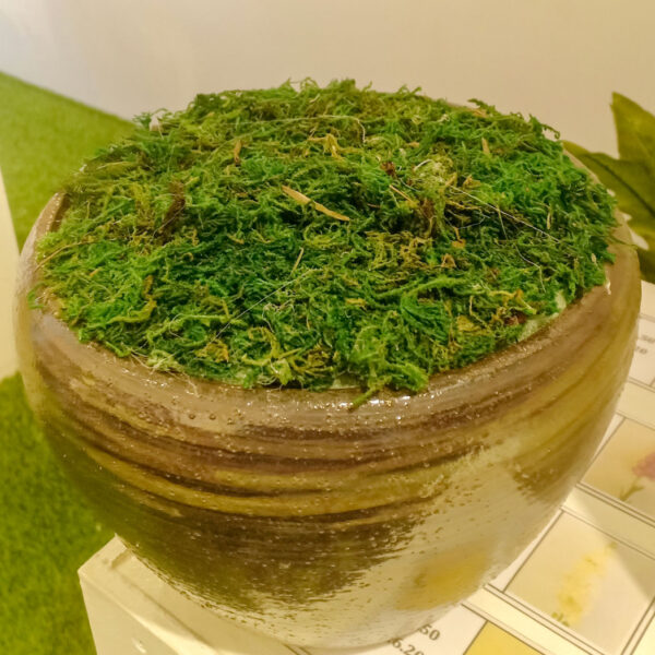 GM502 Green Moss