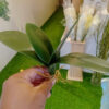 SOL502 Small Orchid Leaves - Image 4