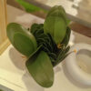 SOL502 Small Orchid Leaves - Image 3