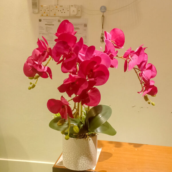 GBO903L Maroon Butterfly Orchid Spray