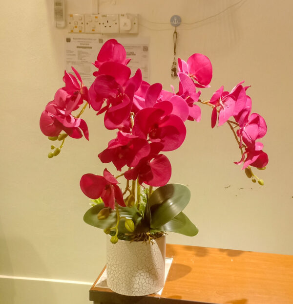 GBO903L Maroon Butterfly Orchid Spray