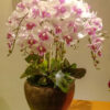 GBO104L White Purple Artificial Orchid