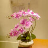 GBO603L2 Artificial Orchid 2 - Purple Polkadot