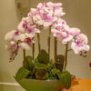 GBO104L2 Artificial Orchid 2 - White Purple